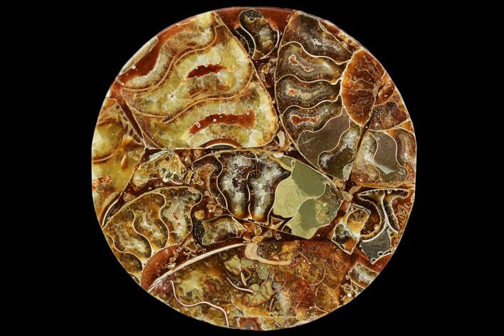 Composite Plate Of Agatized Ammonite Fossils #107325